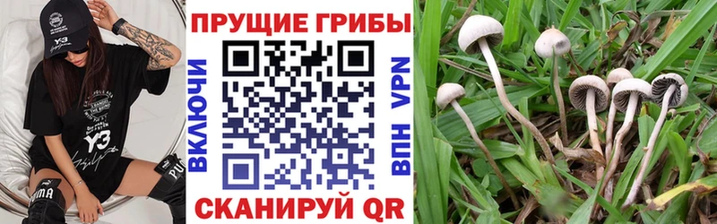 где продают наркотики  Тейково  блэк спрут сайт  Псилоцибиновые грибы MAGIC MUSHROOMS 